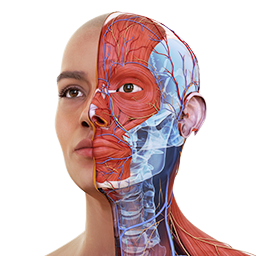 Complete Anatomy 2022(解剖教学平台)
